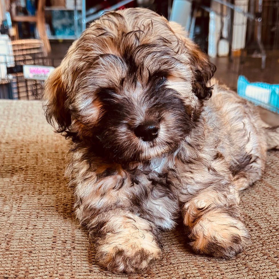 Havanese Puppy - Jimi & Leela #2