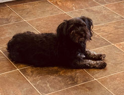 havanese-dog-black-indoors-Inessa_edited