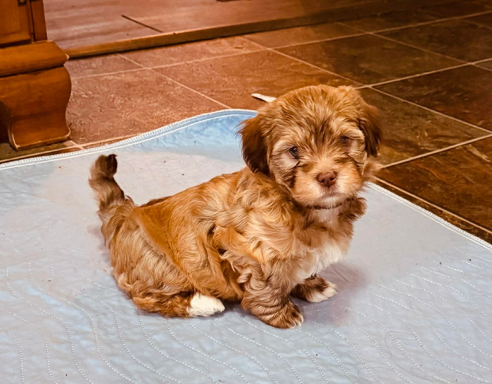 Male Havanese Pup 2 - Feb 22