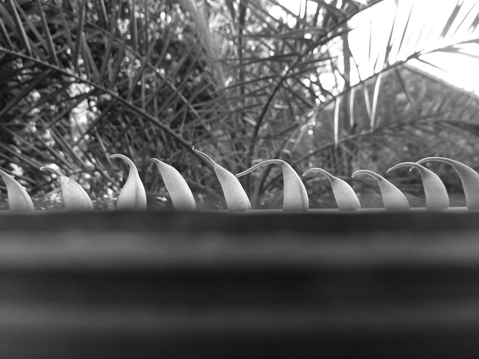 La fin des haricots