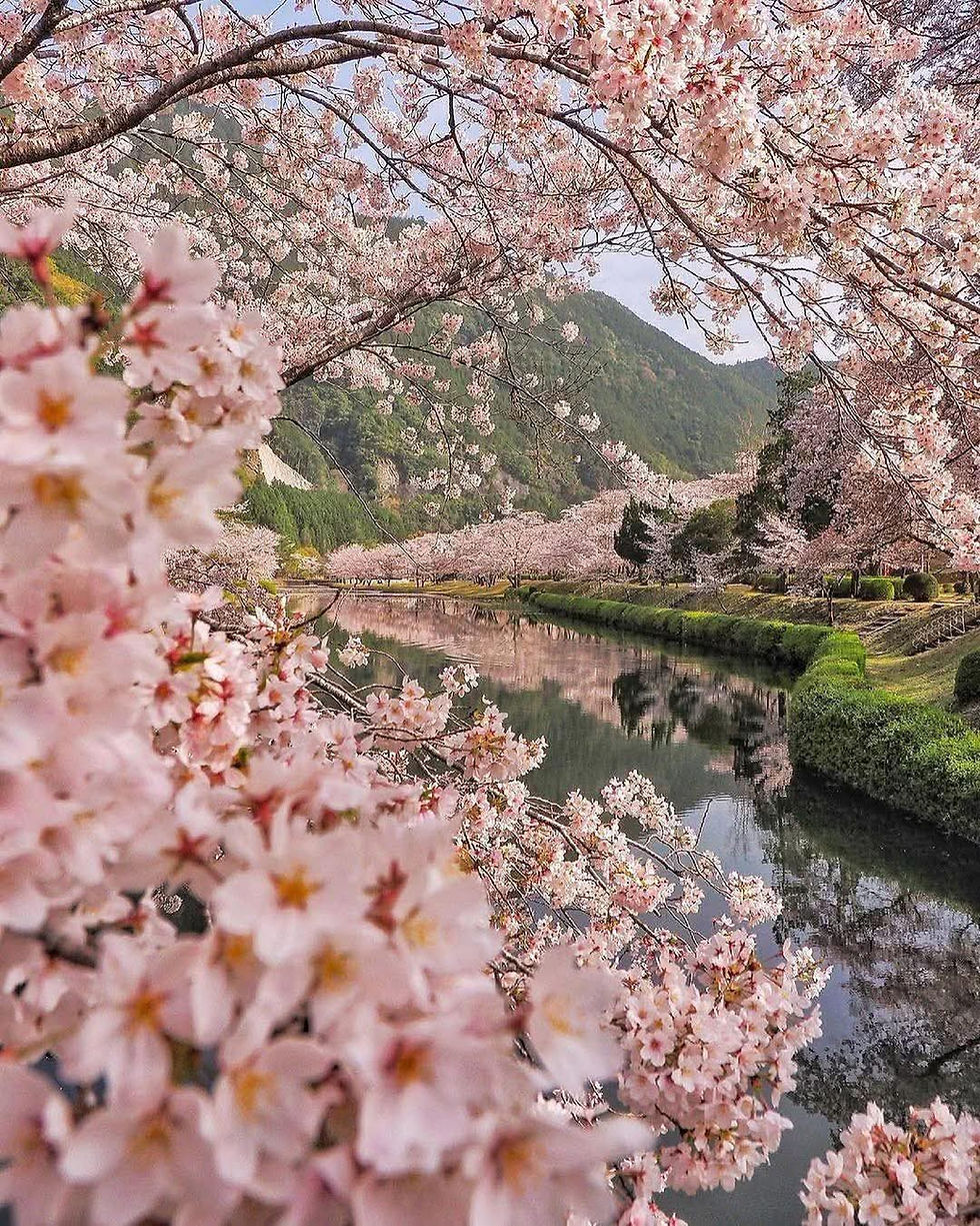 桜の花に囲まれた静かな川辺の風景