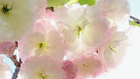淡いピンクの八重桜が青空に向かって咲いている様子