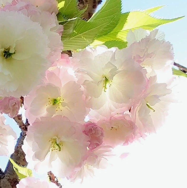 淡いピンクの八重桜が青空に向かって咲いている様子