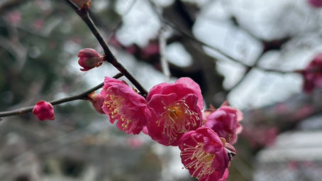 曇り空を背景に、細い枝から咲く鮮やかな濃いピンク色の梅の花（ウメ）のクローズアップ。繊細な黄色い雄しべと、丸みを帯びた花びらが美しく、背景には柔らかなボケ味の木々とつぼみが写っている。