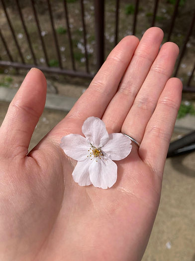 A single cherry blossom resting on an open palm