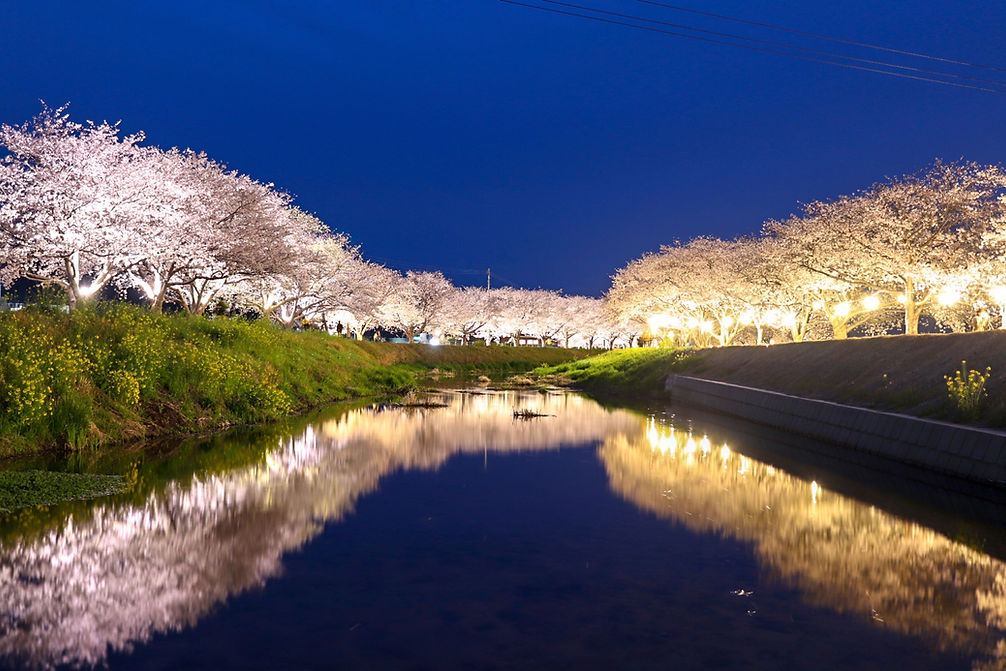 Illuminated cherry blossom trees reflecting on a river at night