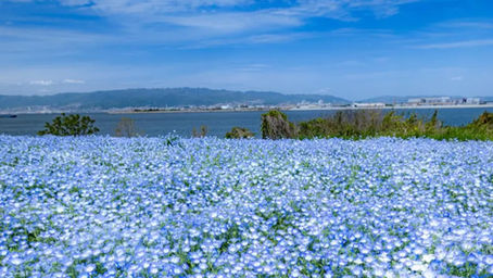 青空の下に広がるネモフィラ畑と、その向こうに広がる港町と山々。