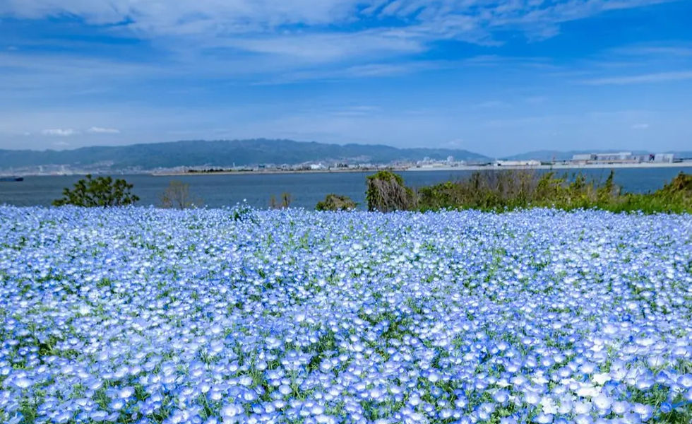 青空の下に広がるネモフィラ畑と、その向こうに広がる港町と山々。