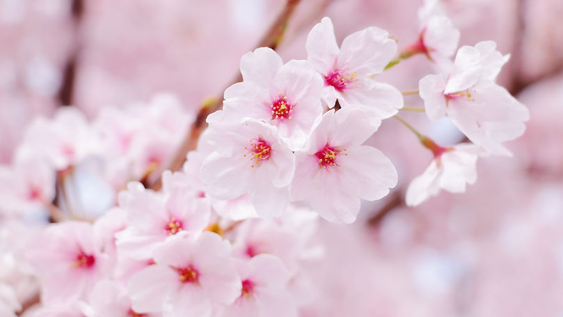 Close-up of pink cherry blossoms