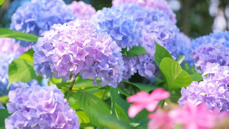 "思春期の親の不安と戸惑い：信じて見守るという愛"