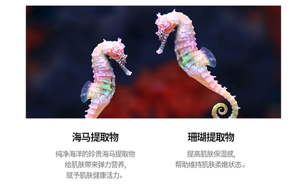jm seahorse 4.png