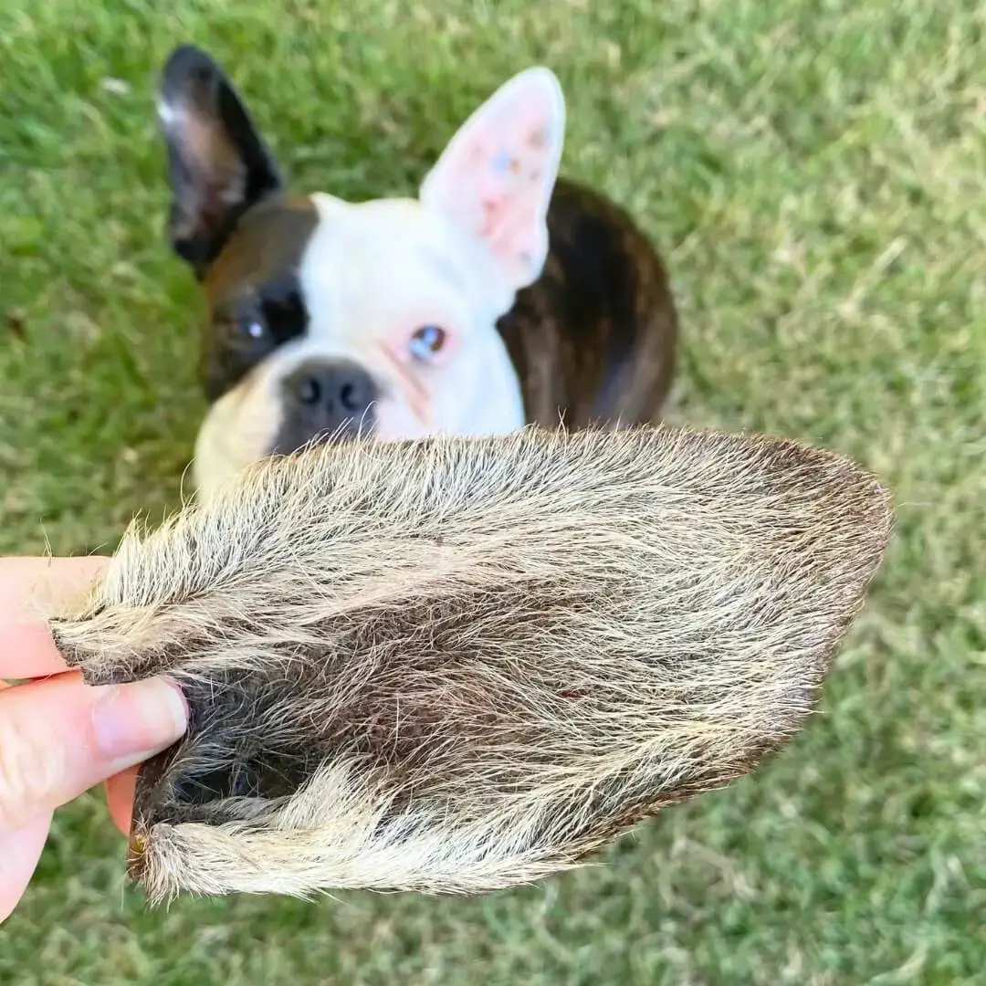Furry Kangaroo Ears