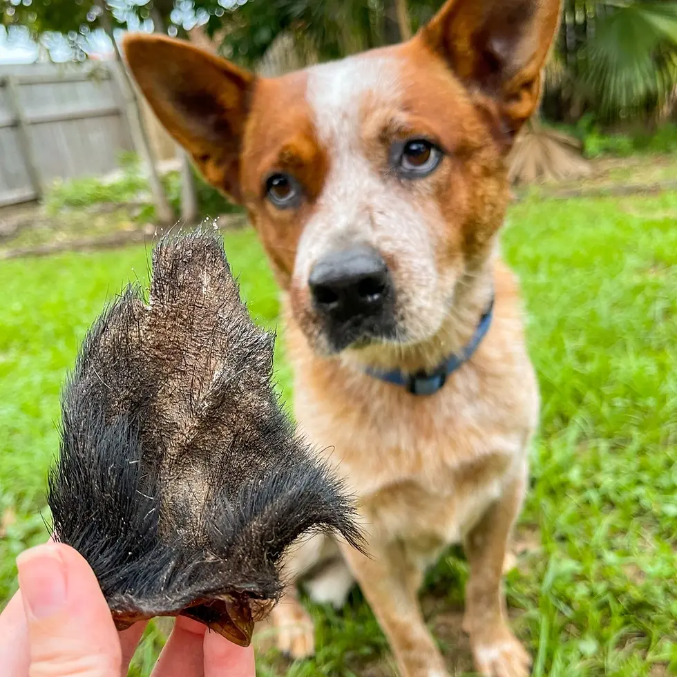 Thumbnail: Don't Be Boaring (Boar Ears)