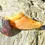 Thumbnail: Hooves There? (Cow Hooves)