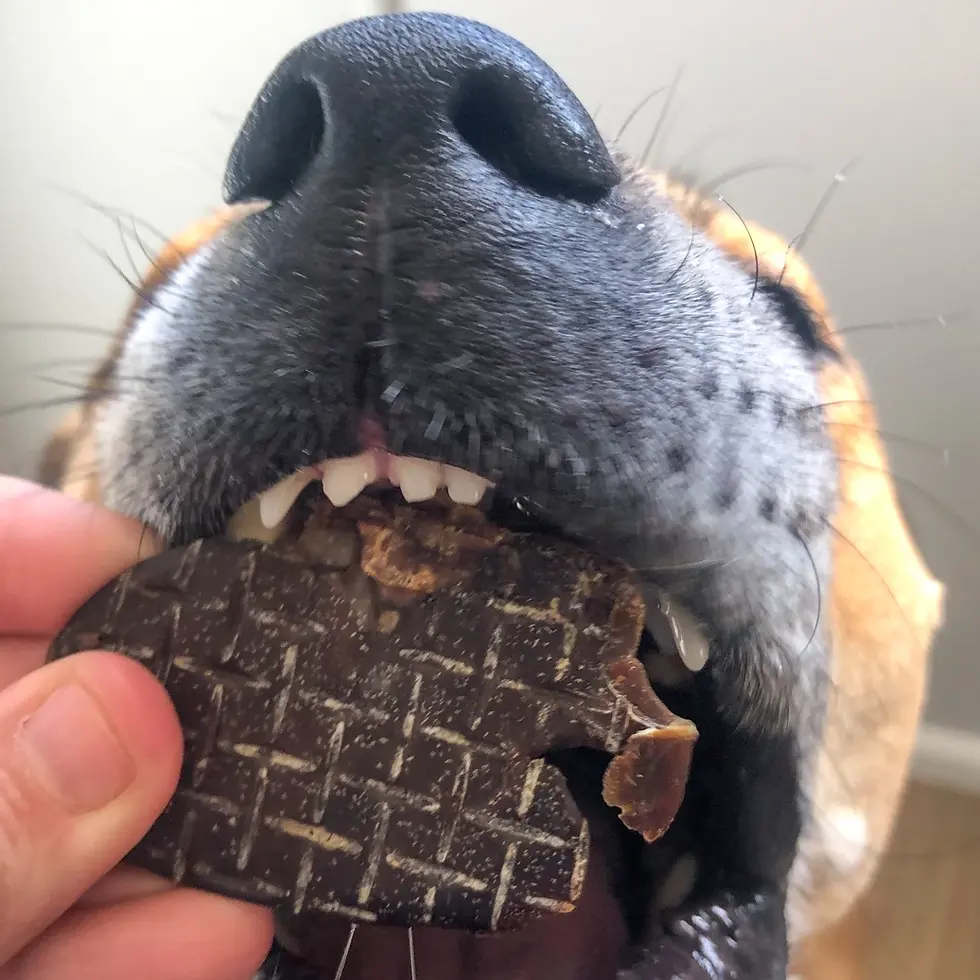 Thumbnail: Kanga Kidney (Kangaroo Kidney)