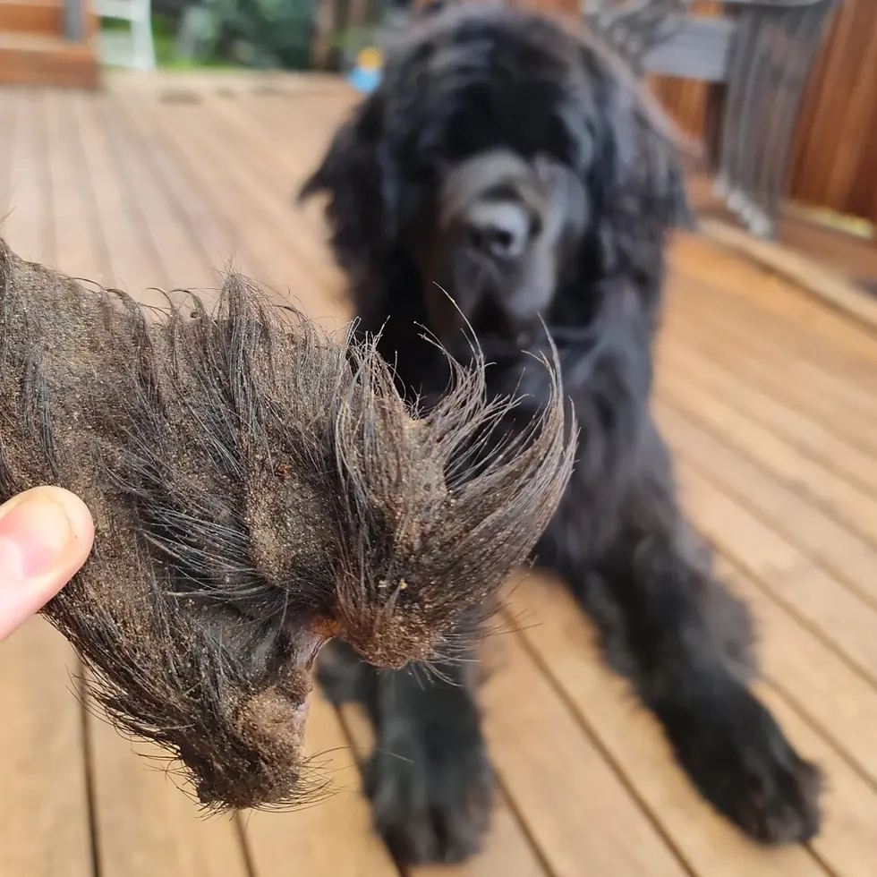 Thumbnail: Don't Be Boaring (Boar Ears)