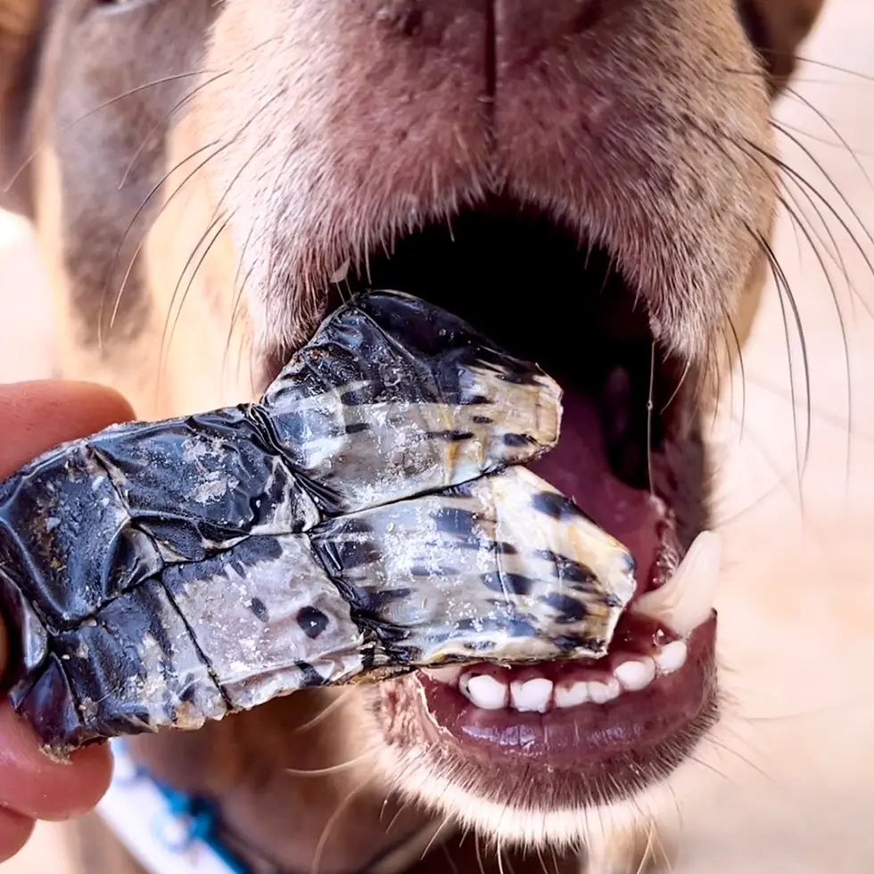 Thumbnail: Croc Crisps (Crocodile Chips)