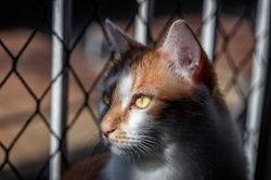 glphotobr_pets