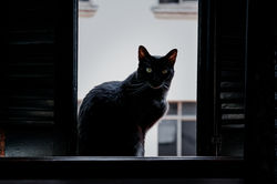 glphotobr_pets