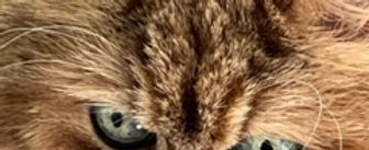 default.PNG