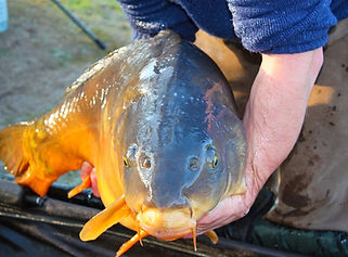 Big carp fishing