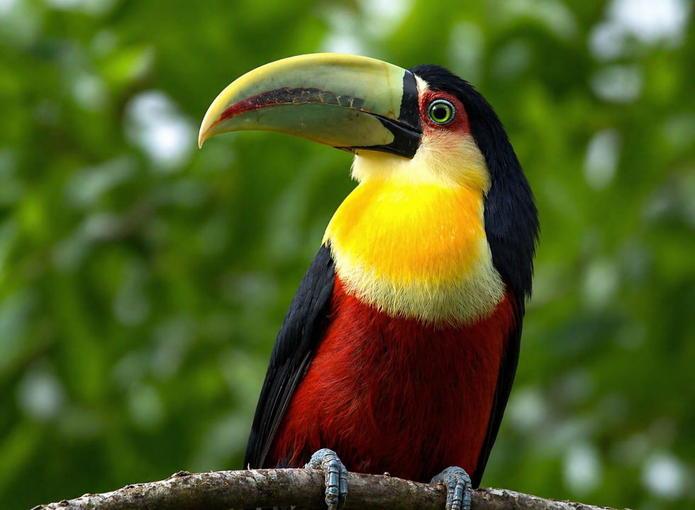 Tucano-do-bico-verde.jpeg
