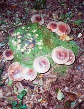 シイタケがクヌギ林を守る