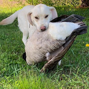 2026-27 Hunting Season Opens Tuesday, September 1