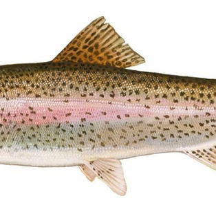 trout season delaware march 7