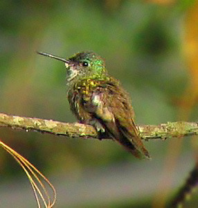 Azure-crowned Hummingbird.jpg