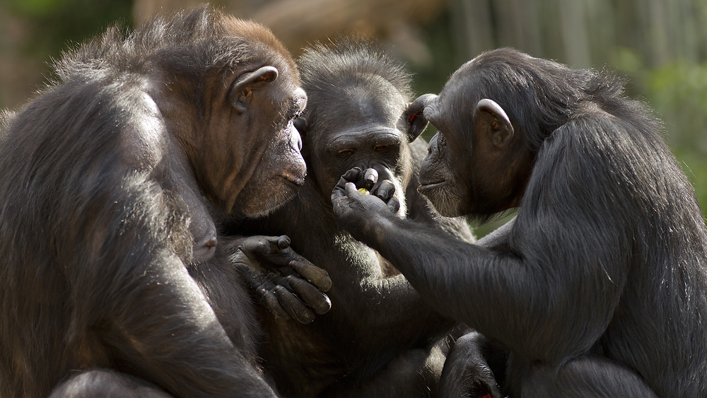 Apes discussing toxic masculinity.