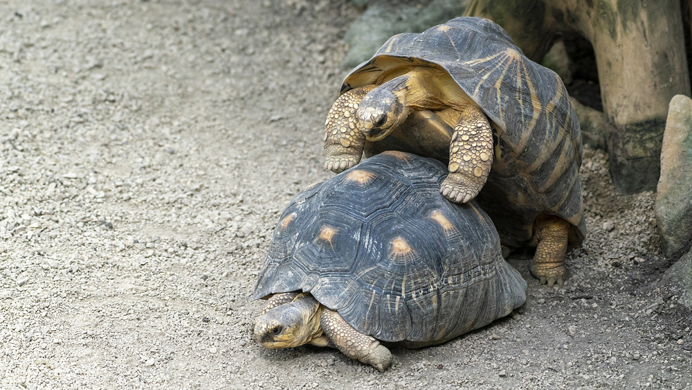 Turtles having sex.