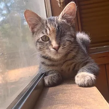 Sponsor a Pet Friends of Yolo County Animal Services Woodland