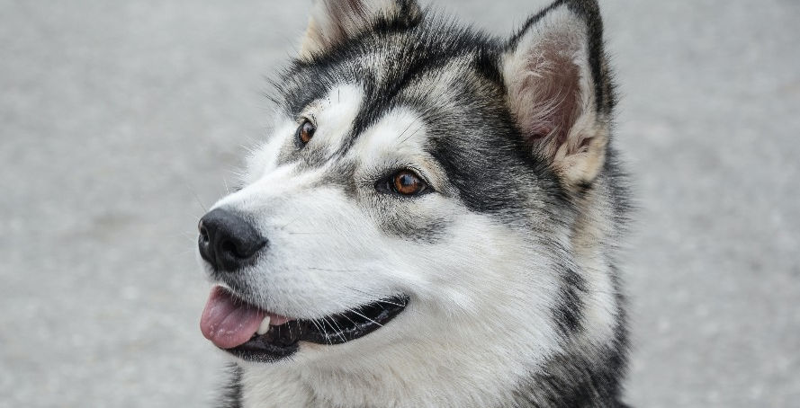 Siberian Husky_edited.jpg