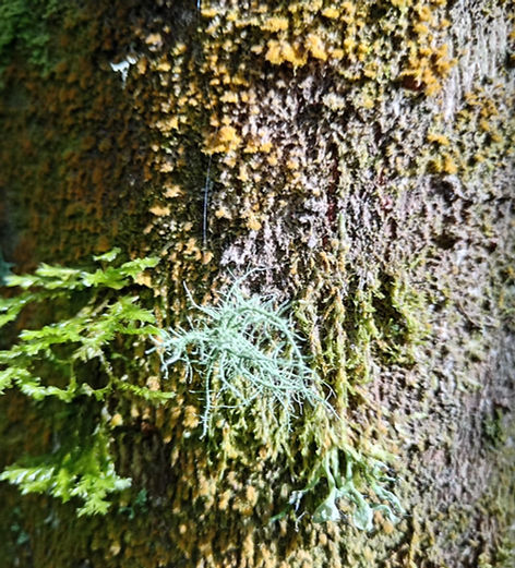 WhatsApp Image 2025-03-31 at 9.36.40 AM (2).jpeg