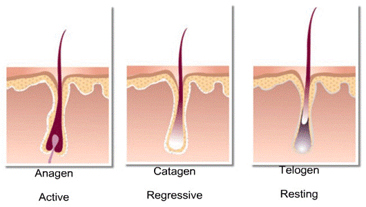 three-cycles-of-hair.gif