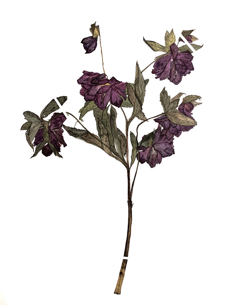 Black Hellebore (2020) Watercolour on paper, 380 x 580mm.