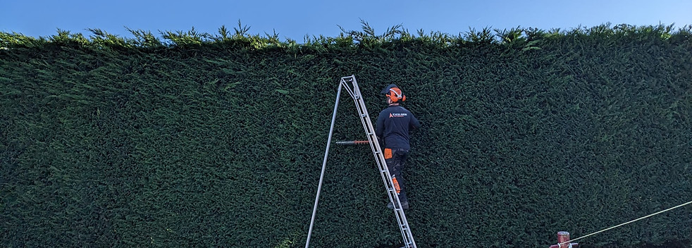 Hedge Trimming Glasgow