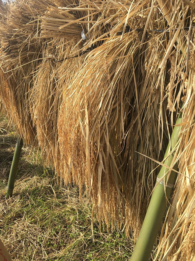 自然農の田んぼ塾 脱穀 唐箕 籾摺り 新米を食べる 自然農の田んぼ塾 脱穀 唐箕 籾摺り 新米を食べる