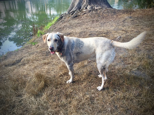 Mud covered yellow labrador retriever looking at camera standing beside a pond