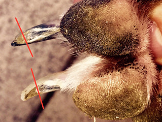 How to trim a dogs nails