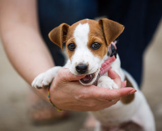 petmd flea medication