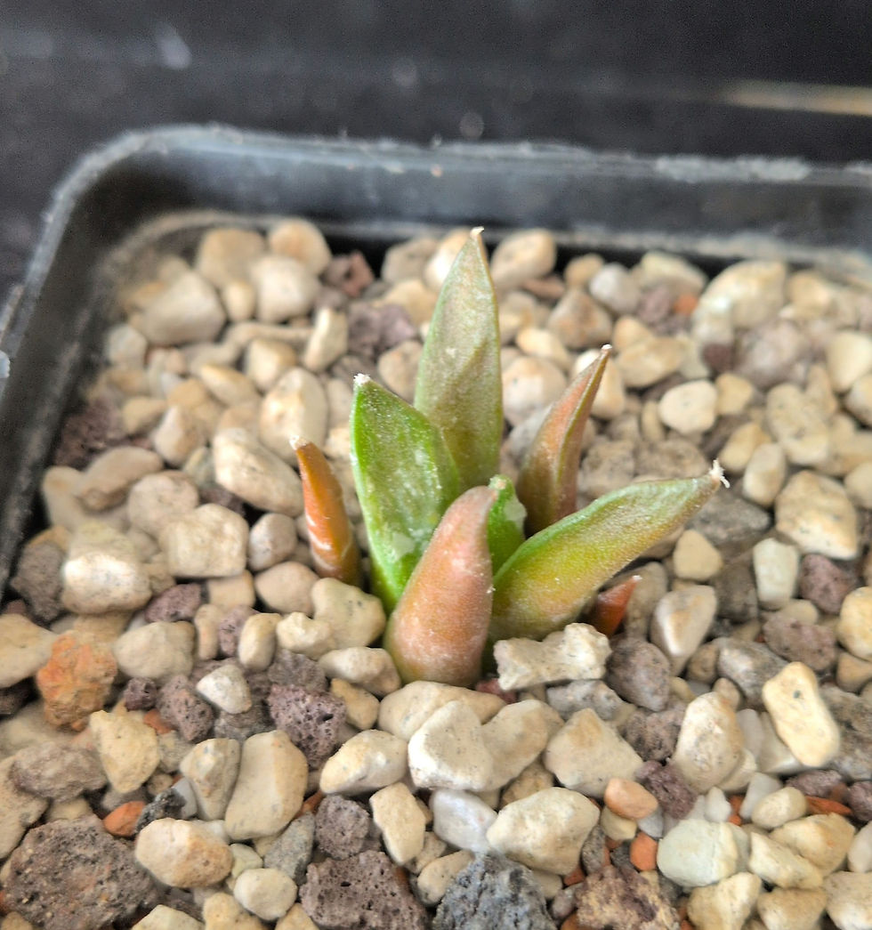 Miniature : Ariocarpus fissuratus v. hintonii x retusus 