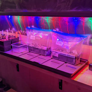 Semis sous leds
