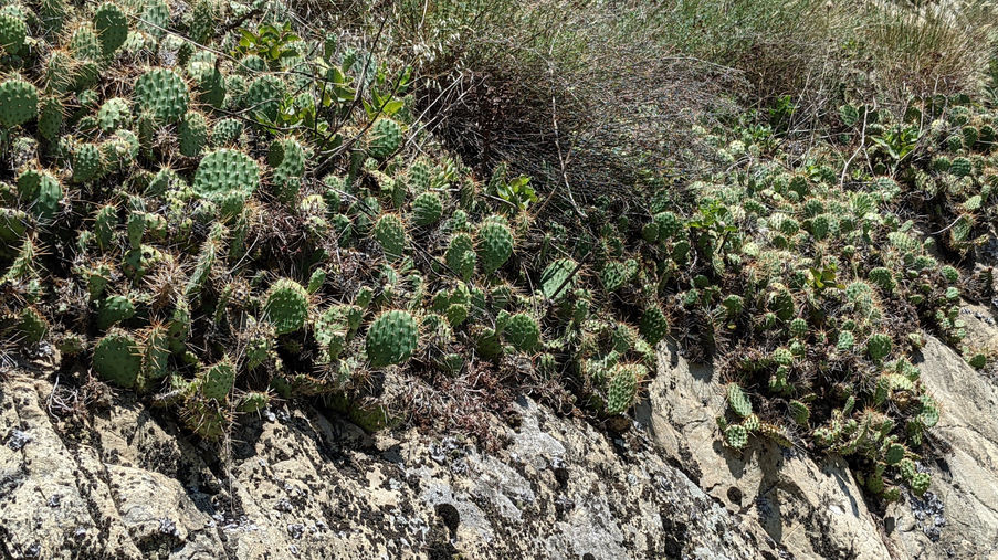 Opuntia phaecantha