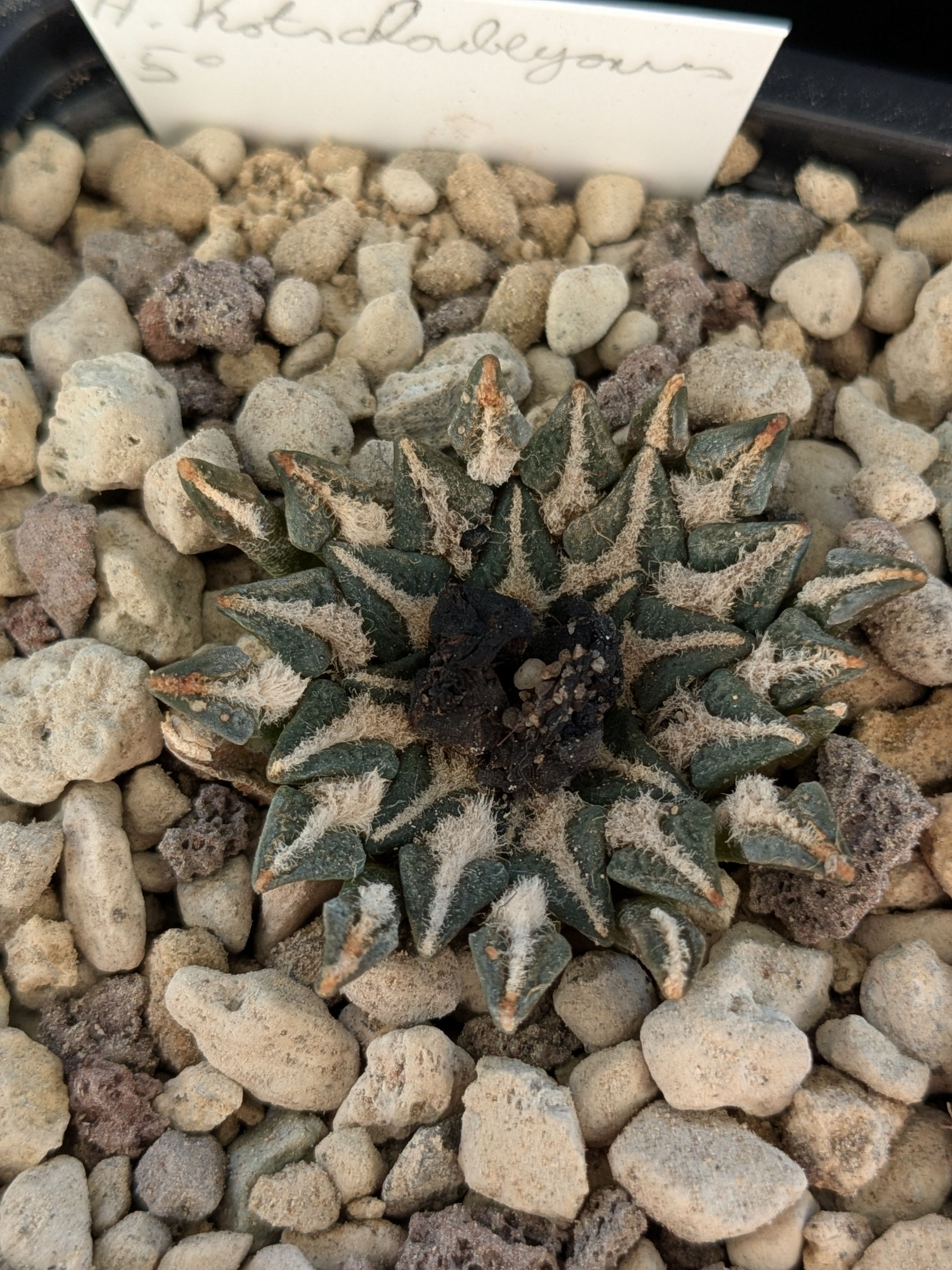 Ariocarpus kotshoubeyanus