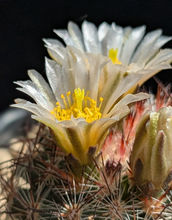 Pediocactus simpsonii