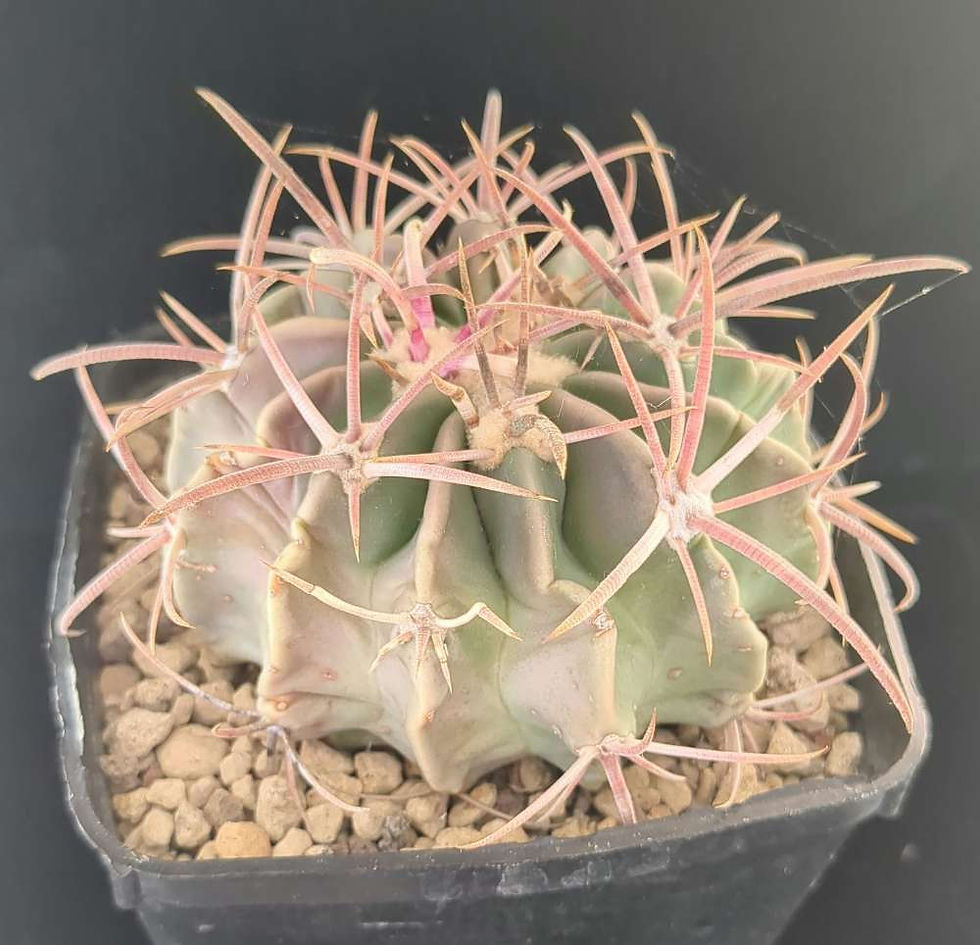 Echinocactus texensis