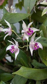 Orchidée Dendrobium kingianum