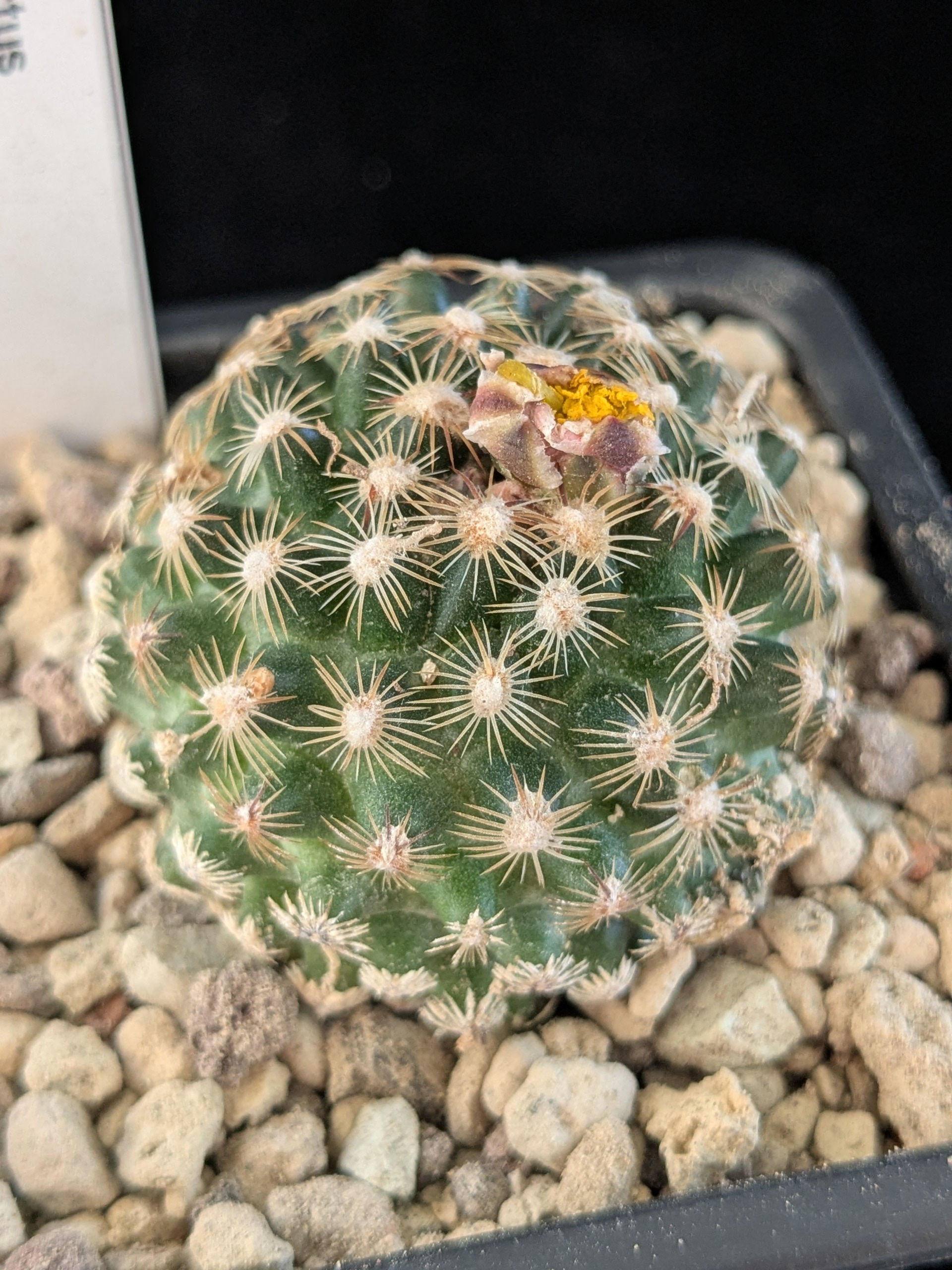 Pediocactus knowltonii
